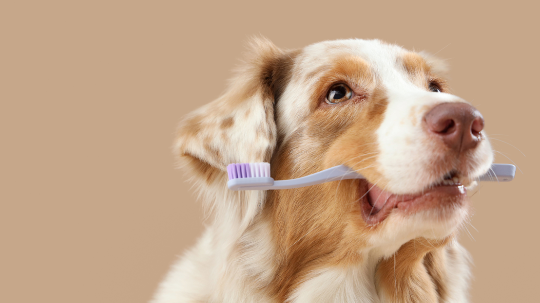 Cepillos y champú para mascotas