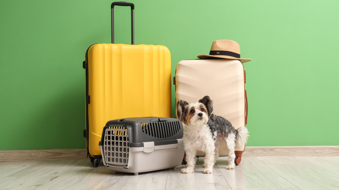 Transportín para mascotas listo para viajar