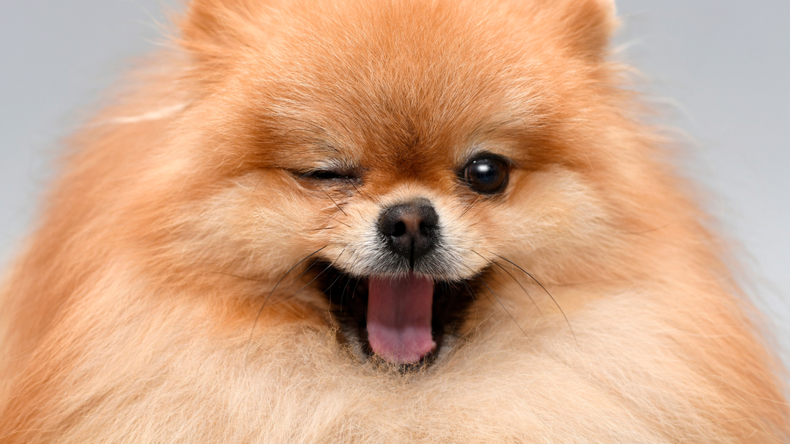 Asesorando sobre productos para mascotas