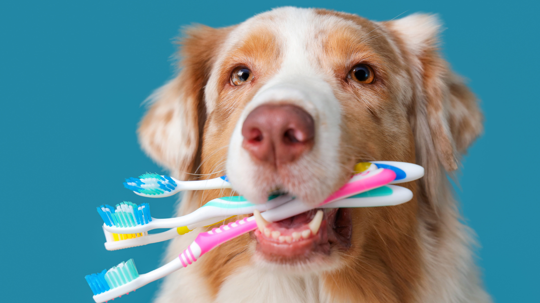 Kit de cuidado dental para mascotas