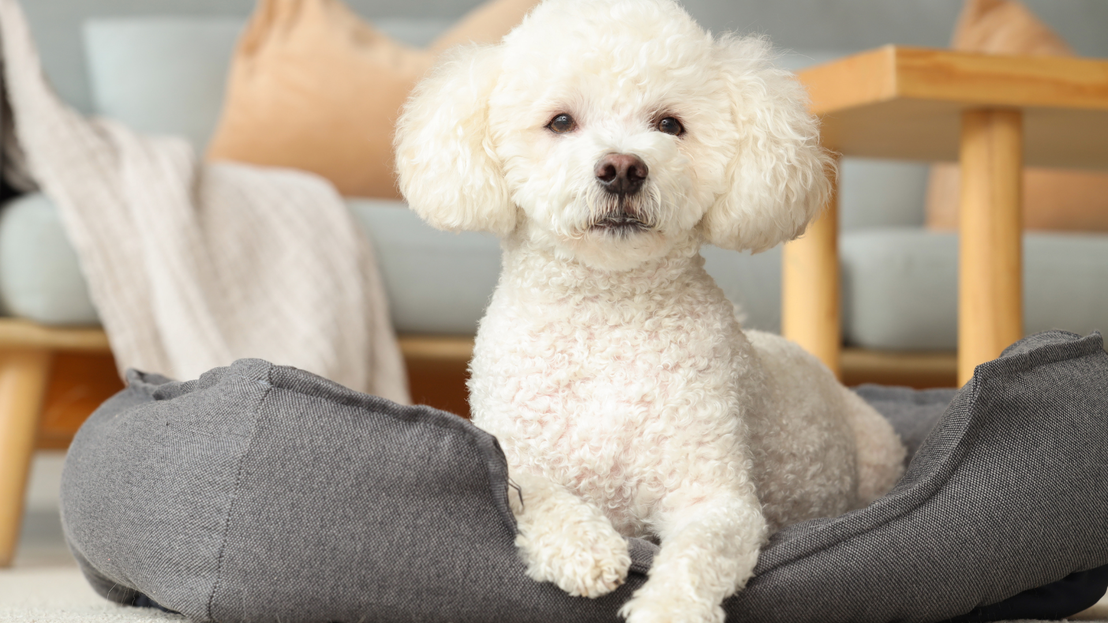 Cama ortopédica para mascotas