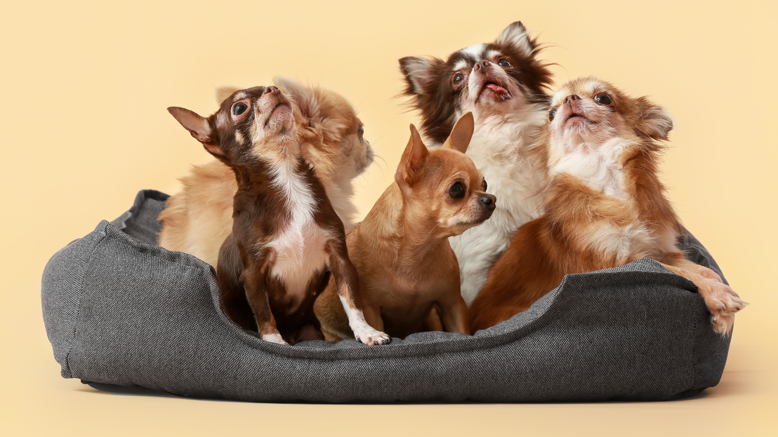 Cama cómoda para mascotas