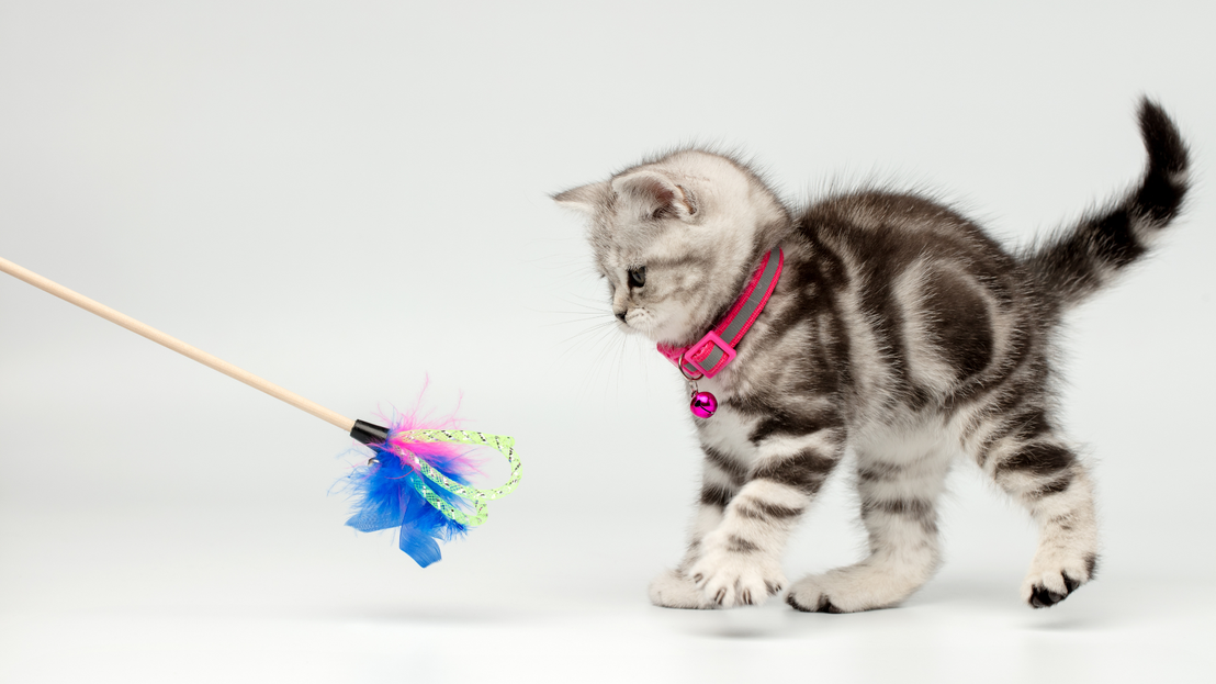 Plumero para gatos