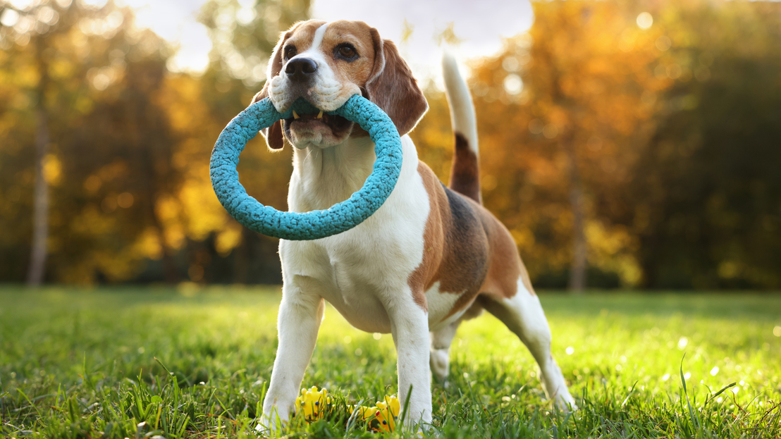 Juguetes para perros y gatos