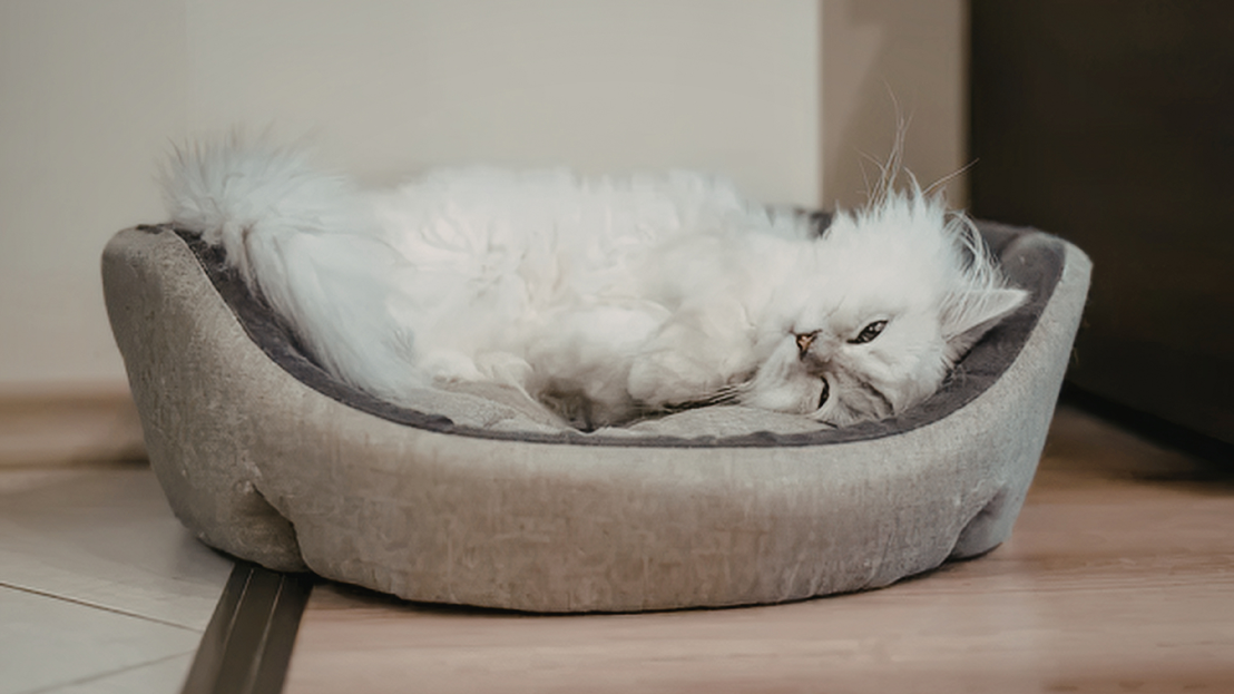 Cama mullida para perro y gato